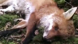 Decomposing fox timelapse