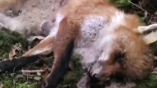 Make Me Suffer More: Decomposing fox timelapse #2