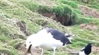 Just a bird eating a rabbit