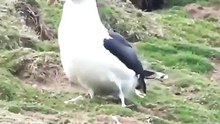 Make Me Suffer More: Just a bird eating a rabbit #2